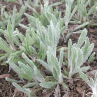 Achillea millefolium